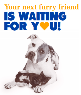Your next furry friend is waiting for you!